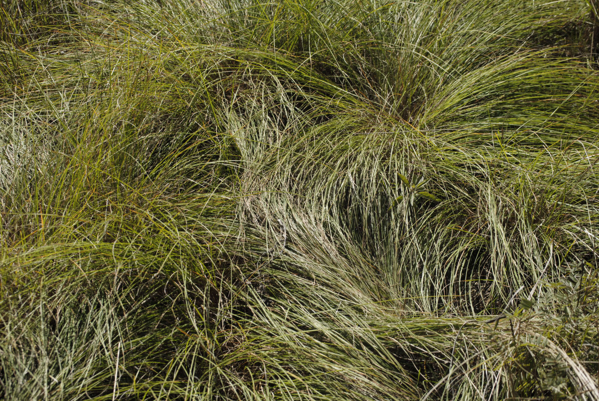 Image of prairie dropseed