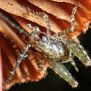 صورة Macropathidae