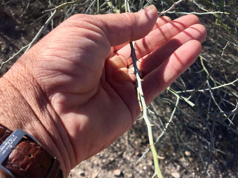 Image of Cercidium floridum