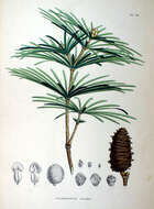 Image of umbrella-pine family