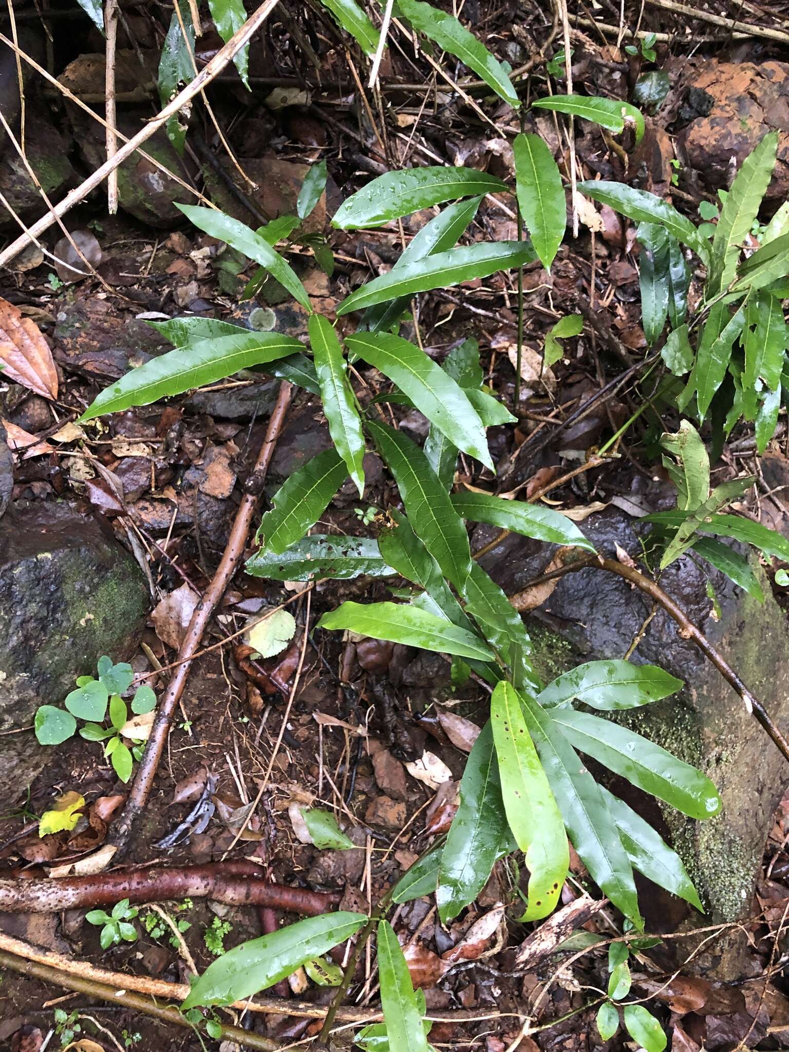 Image of Carronia multisepalea F. Müll.