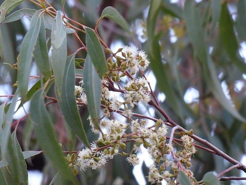 Image de Eucalyptus eugenioides Sieber ex Spreng.