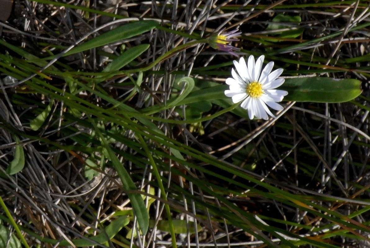 Image of Brachyscome graminea (Labill.) F. Müll.