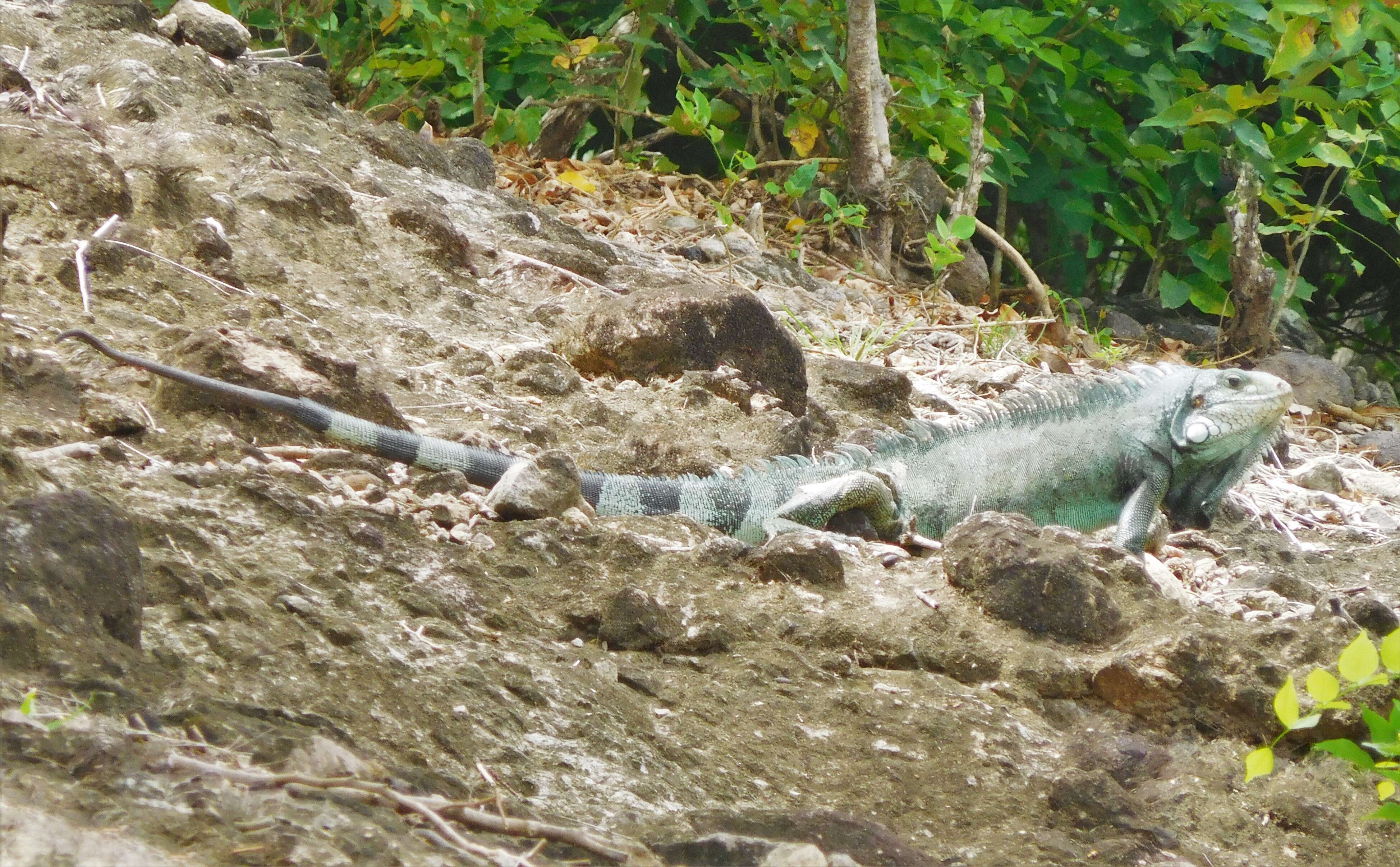 Image of Green iguana