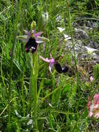 Слика од <i>Ophrys <i>bertolonii</i></i> subsp. bertolonii