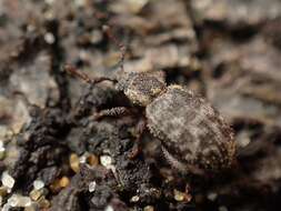 Image of Weevil