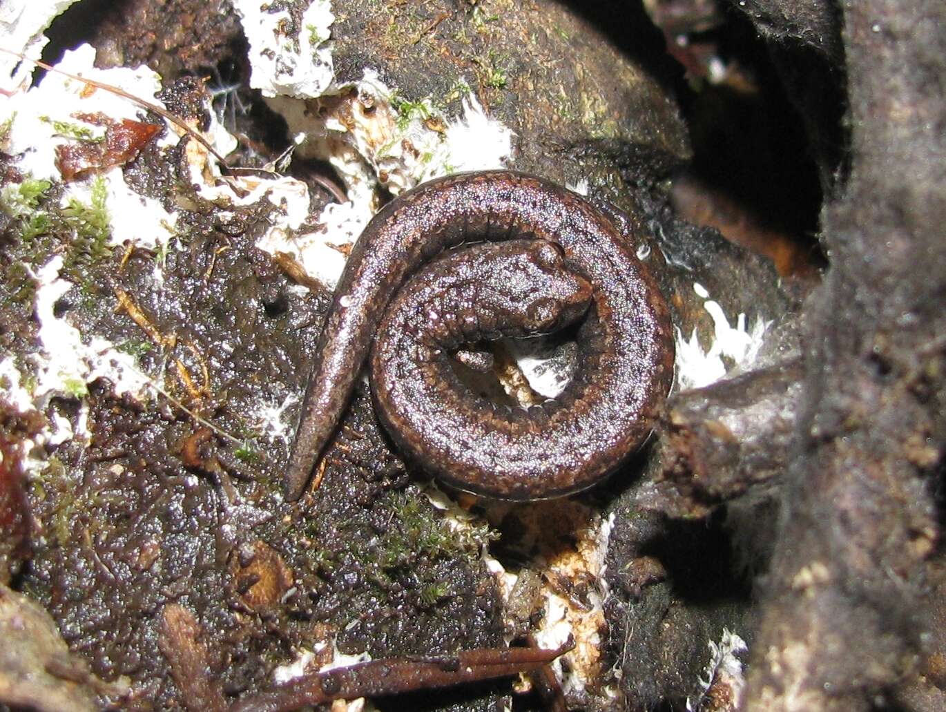 Image of California Slender Salamander