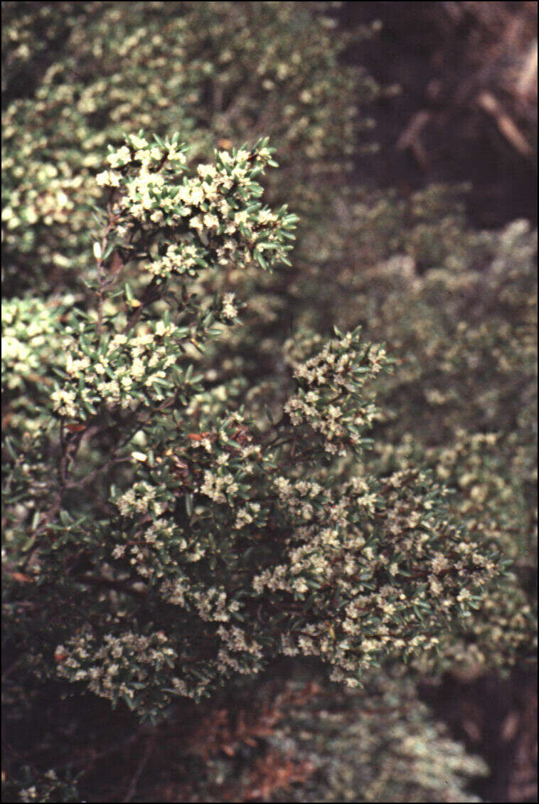 Image of Acrothamnus montanus (R. Br.) Quinn