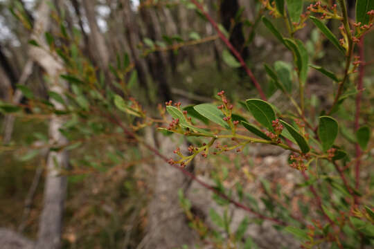 Image of Acacia myrtifolia (Sm.) Willd.