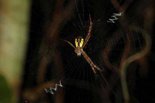 Image of Argiope perforata Schenkel 1963