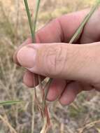 Image of Dianella rara R. Br.