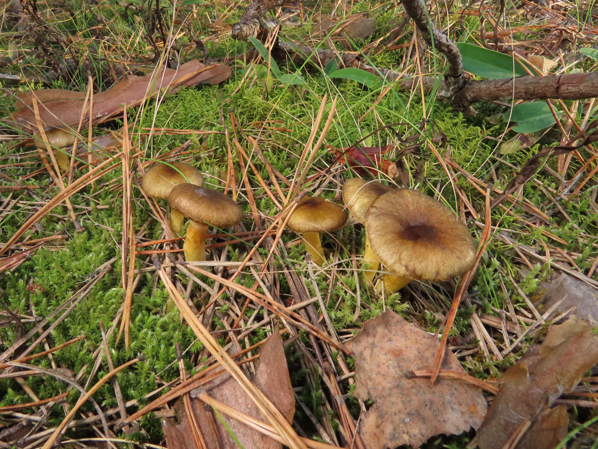 Plancia ëd Hygrophorus hypothejus (Fr.) Fr. 1838