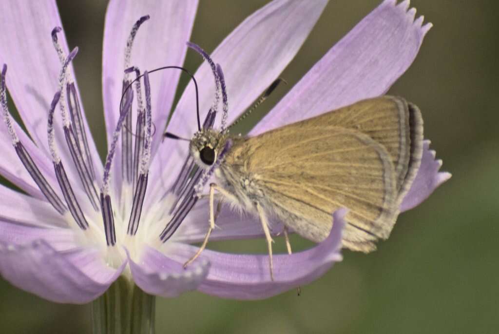 Image of Julia's Skipper