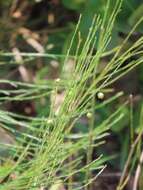 Image of Broom asparagus