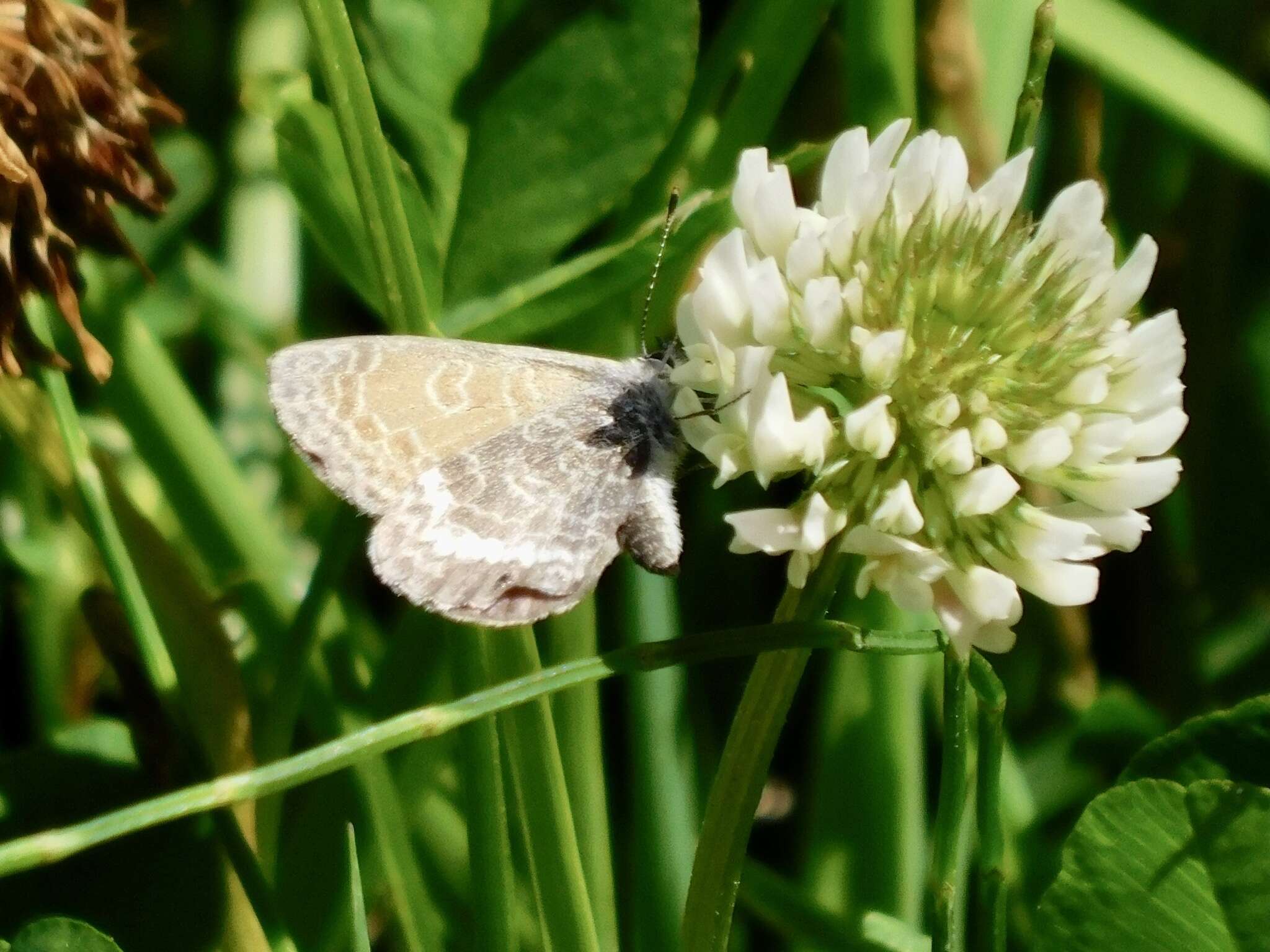 Image of Leptotes callanga (Dyar 1913)