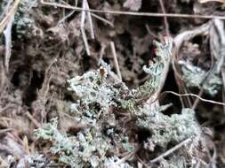 Image of cup lichen