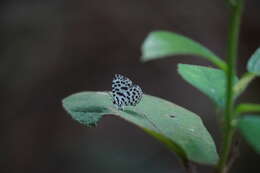 Image of Forest Pierrot