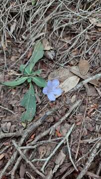 Ruellia hygrophila Mart.的圖片