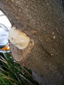 Imagem de Phellinus pomaceoides L. W. Zhou & Y. C. Dai 2016