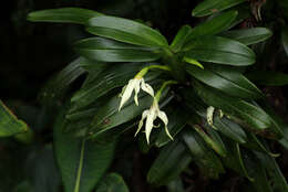 Image of Maxillaria inaudita Rchb. fil.