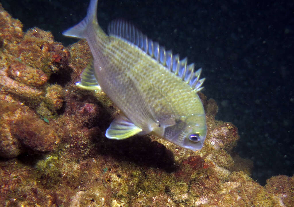 Image of Australian Sea Bream