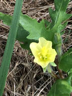 Imagem de Oenothera laciniata Hill