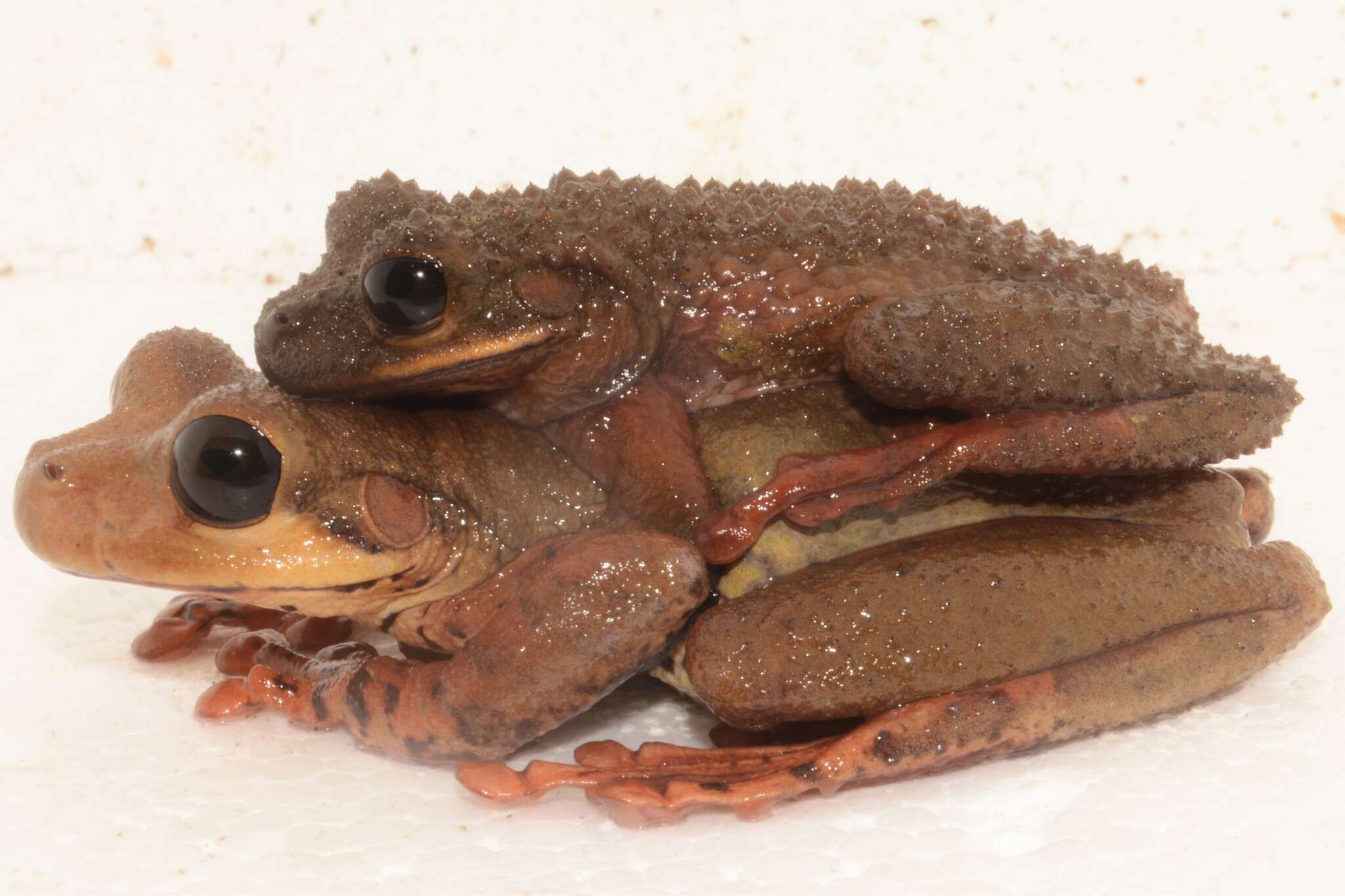 Image of Ecuador slender-legged treefrog