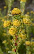 Image of Leucadendron coriaceum Philipps & Hutchinson