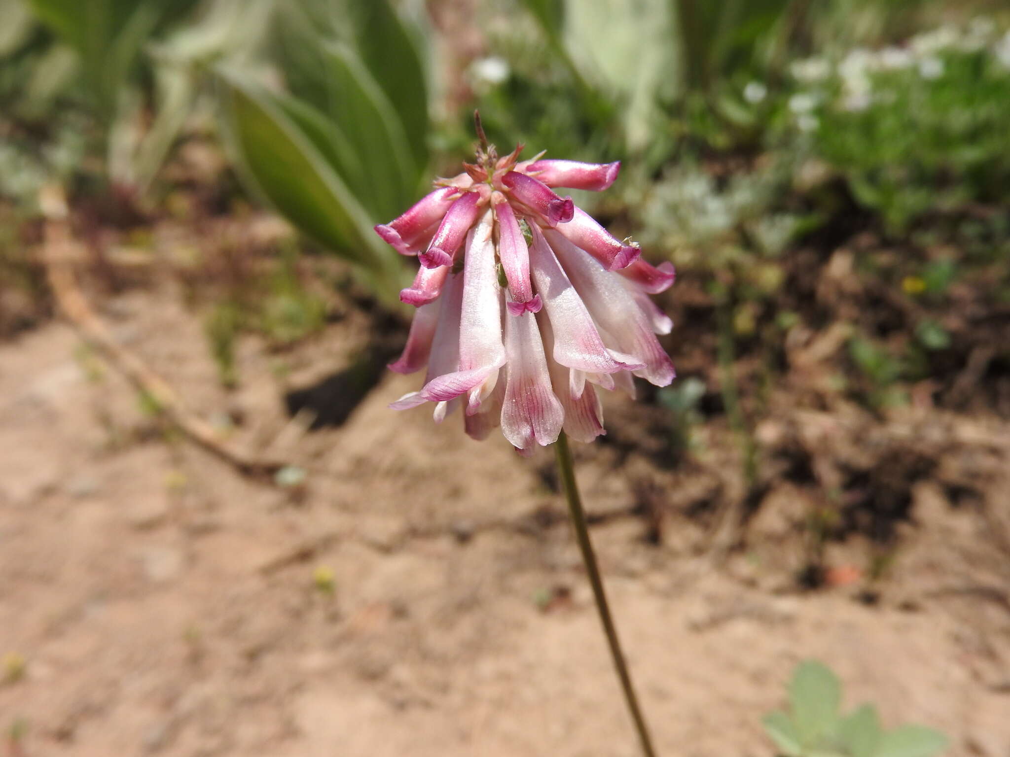 Image of Shasta Clover