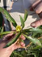 Image of Creeping ludwigia