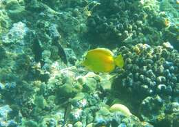 Image of Lemon Sailfin