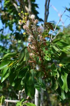 Image of Mimosa lactiflua Benth.