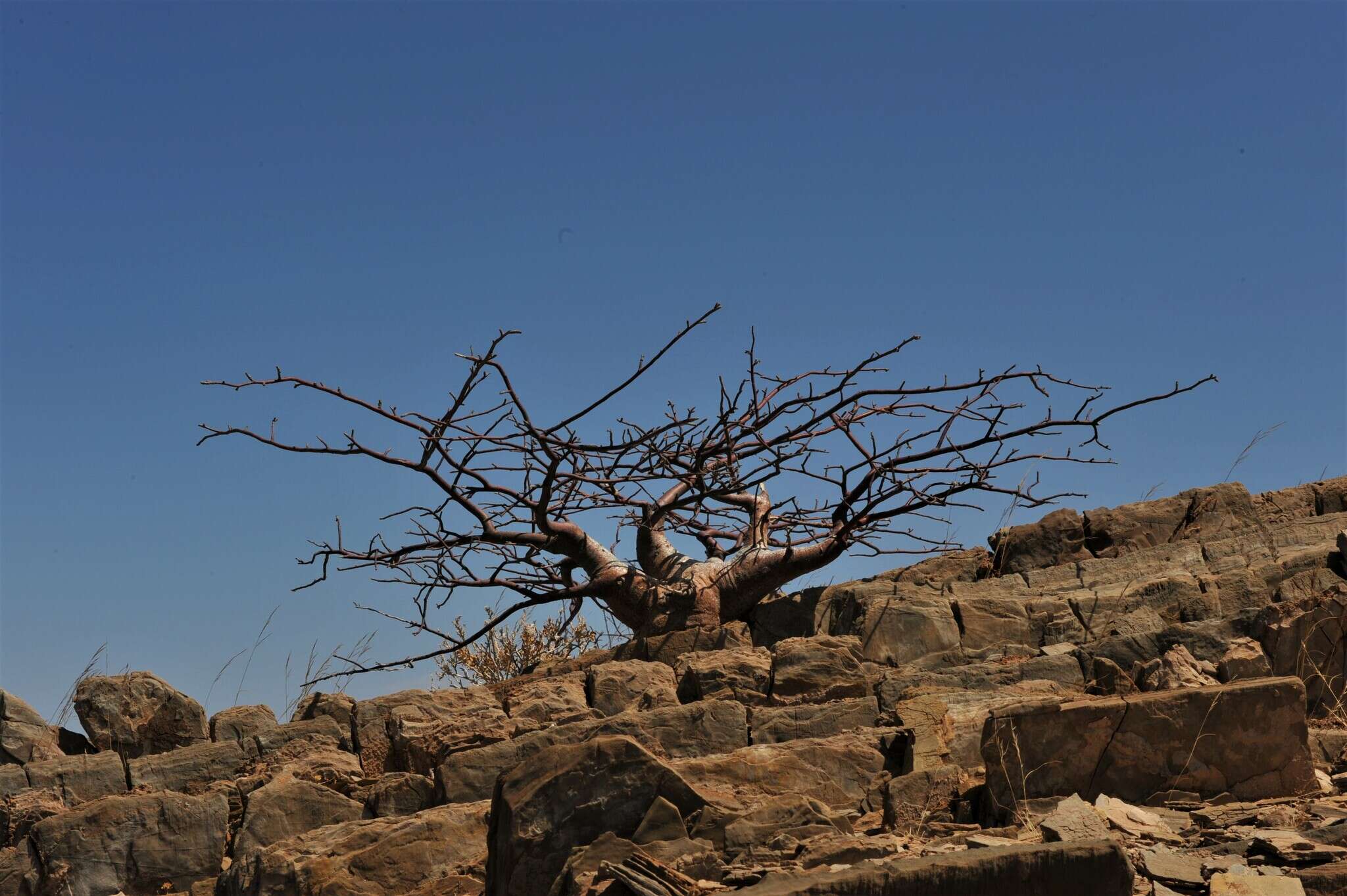 Plancia ëd Commiphora saxicola Engl.