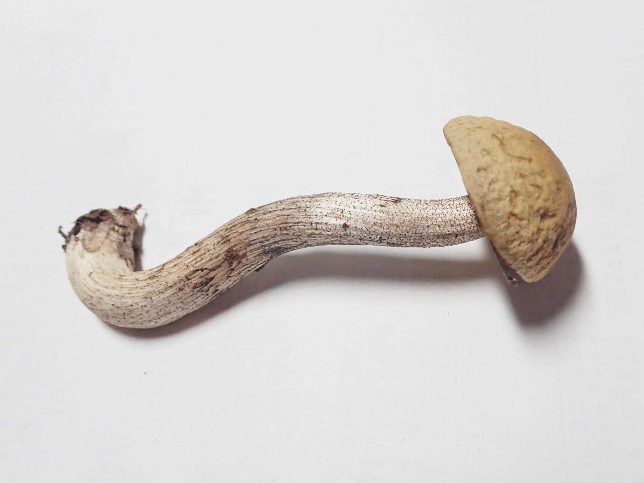 Image of Leccinum luteum A. H. Sm., Thiers & Watling 1967