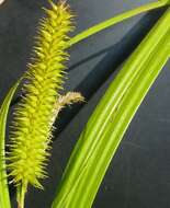 Image of Cyperus Sedge