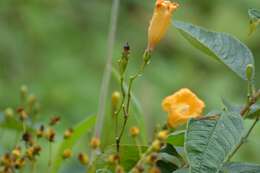 Ipomoea aurantiaca L. O. Williams resmi