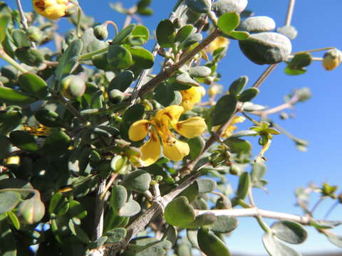 Image of Roepera lichtensteiniana (Cham.) Beier & Thulin