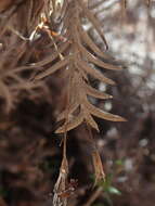 Image of Tillandsia capillaris Ruiz & Pav.