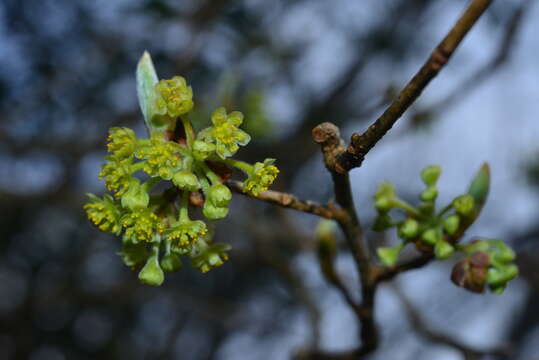 Image of Lindera erythrocarpa Makino