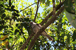 Image of White-bellied Goshawk