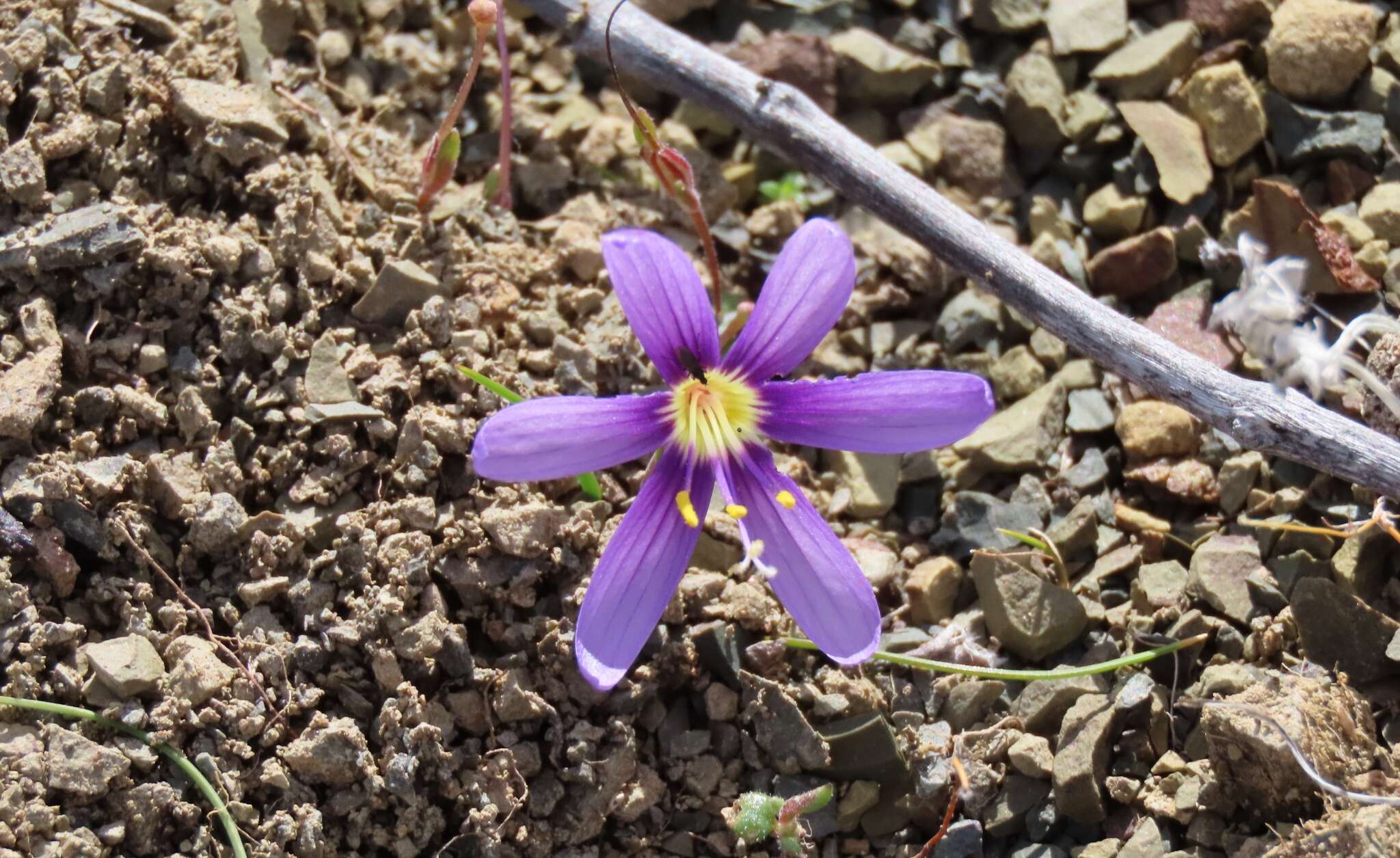 Image of Geissorhiza karooica Goldblatt