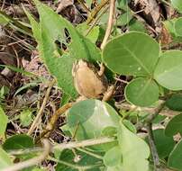 Image of Jerdon’s narrow-mouthed frog