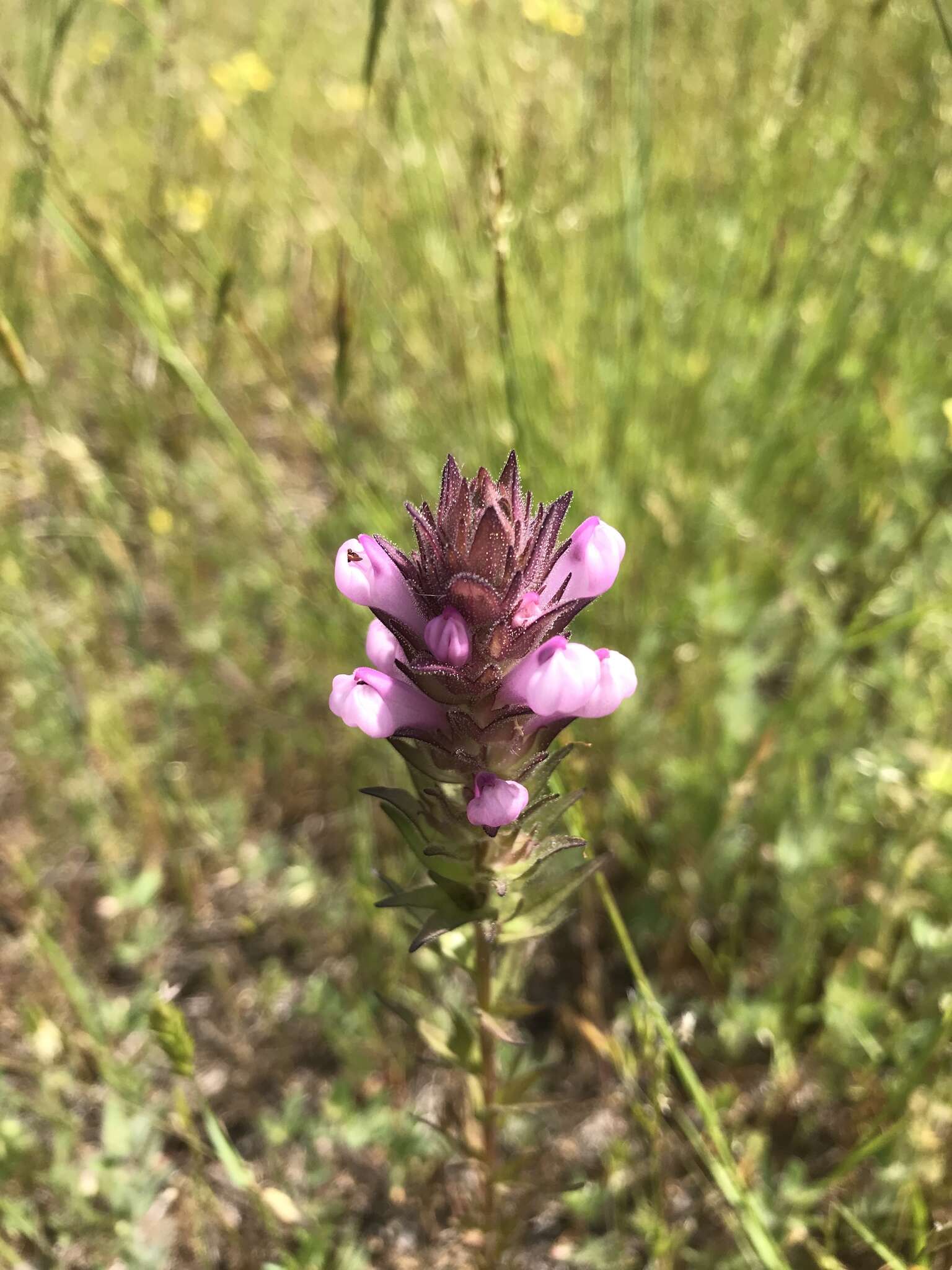 Image of rosy owl's-clover