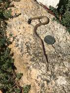 Image of Peninsula Brown Snake