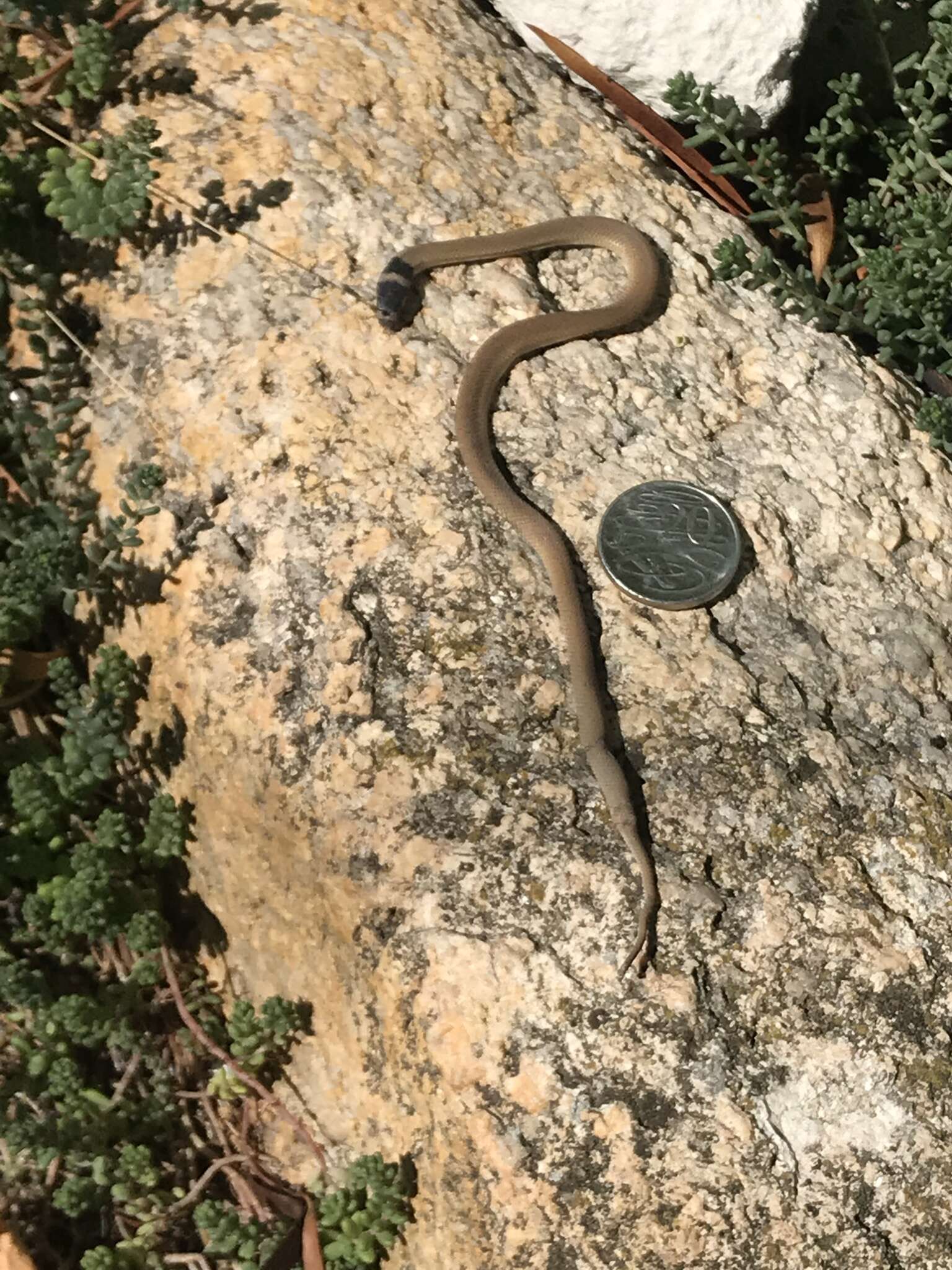 Image of Peninsula Brown Snake