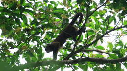 Image of Weeper Capuchin