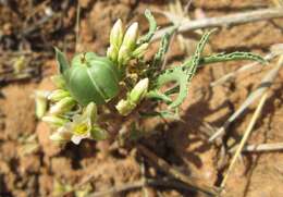 Imagem de Jatropha erythropoda Pax & K. Hoffm.