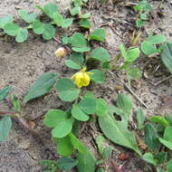 Image of roundleaf sensitive pea