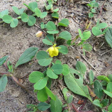 Imagem de Chamaecrista rotundifolia (Pers.) Greene