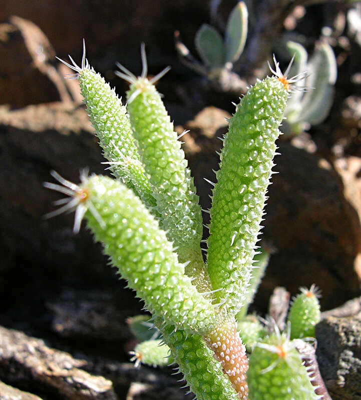 Image of Trichodiadema marlothii L. Bol.